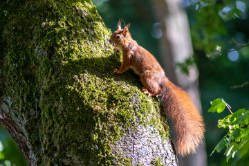 Rot-braunes Eurasisches Eichhörnchen ist auf Futtersuche in einem Baum und springt von Ast zu Ast auf der Jagd nach Haselnüssen und leckeren Eicheln für die Anlage von Winterspeck © sunakri