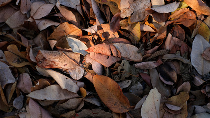 Dry autumn leaves in red, orange and brown colors. Close-up. Background