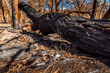 A forest in the Snowy Mountains, burnt down during the bush fires in Australia. Burnt trees lying on the ground.
