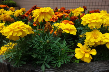 雨に濡れたカラフルなマリーゴールドの花
