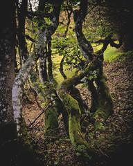 Fototapeta premium dans les forêts des vosges