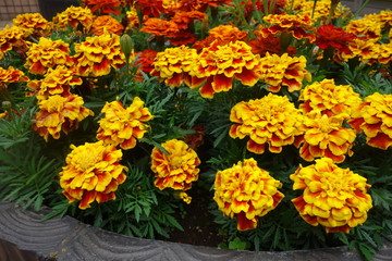 雨に濡れた黄色と赤のマリーゴールドの花