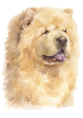 Water colour painting of Chow Chow 156