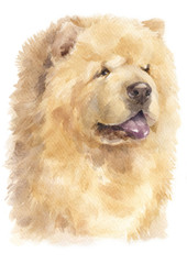 Fototapeta premium Water colour painting of Chow Chow 156