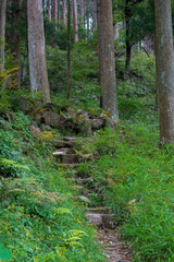 静かな夏の山の森の中の山道