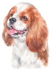 Water colour painting of Cavalier King Charles Spaniel 167