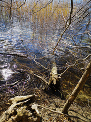 Impression of nature