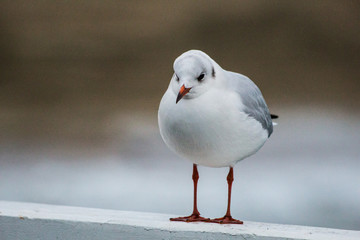 Obraz premium seagull on the pier on the Baltic Sea