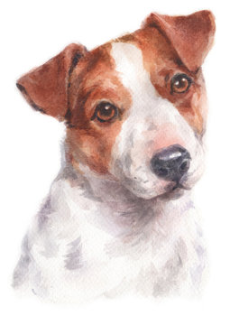 Water colour painting of Jack Russell Terrier 176