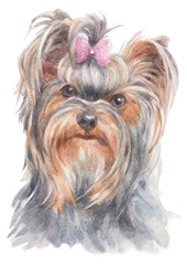 Water colour painting of Yorkshire Terrier 187