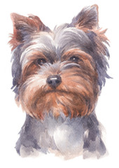 Naklejka premium Water colour painting of Yorkshire Terrier 188