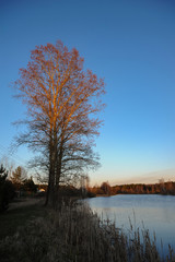 Naklejka na ściany i meble Trees on the shore of the pond at sunset against the blue sky