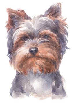 Water colour painting of Yorkshire Terrier 188