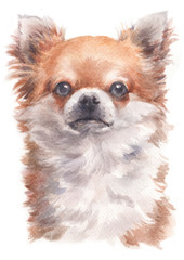 Water colour painting of Chihuahua 195