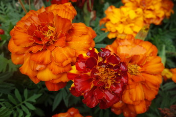 雨に濡れたオレンジのマリーゴールドの花