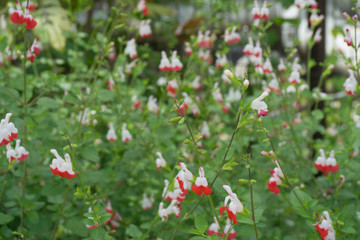 チェリーセージの花