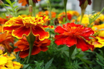 雨に濡れた赤と黄色のマリーゴールドの花