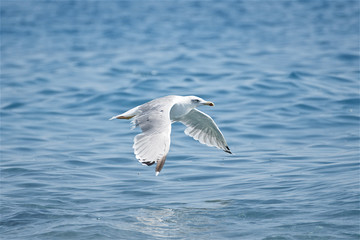 sea gull reflection on the sea