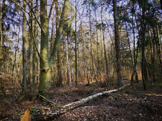 Impression of nature