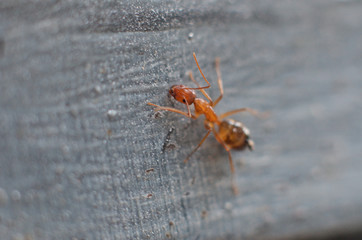 ant that leaves or looks for traces of pheromones - formica che lascia o cerca traccia di feromoni