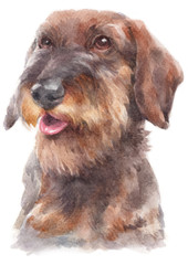 Water colour painting of Dachshund 230