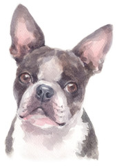 Water colour painting of Boston Terrier 239
