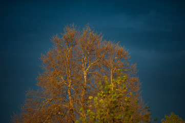 Fototapeta premium A tree illuminated by sunset against the blue sky