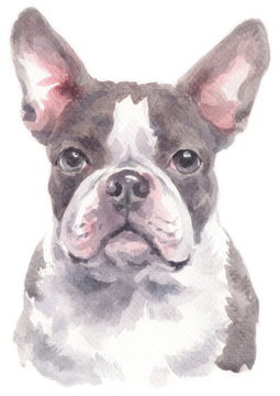 Water colour painting of Boston Terrier 240