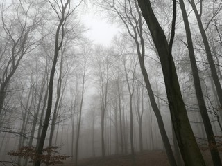 Nebel im herbstlichen Wald