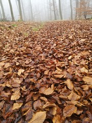 Autumn leaves in the mist inside a dark wood