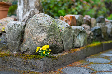 A California golden violet (Viola pedunculata)  grows between stones and sticks out in a rain shower