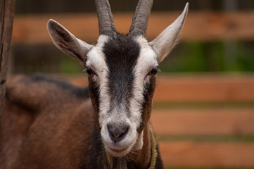 Brown goat on the farm
