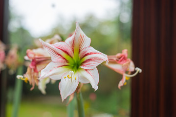 A hippeastrum vittatum is in full  bloom while withered flowers are next to it