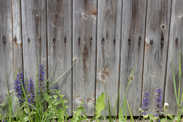 Background rustic wooden board fence with green grass and purple flower at the bottom photo countrystyle