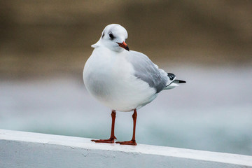 seagull on the pier on the Baltic Sea