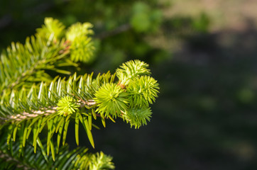 Natural background with space for text, close-up branches of green fir