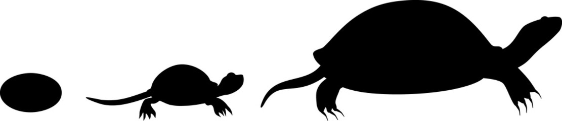 Fototapeta na wymiar silhouette of Life cycle of European pond turtle (Emys orbicularis). Sequence of stages of development of turtle from egg to adult animal