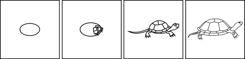 Coloring page with life cycle of European pond turtle (Emys orbicularis). Sequence of stages of development of turtle from egg to adult animal