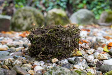 A bird's nest that has fallen out  of the tree and has a hole made of natural materials lies on small stones in a garden