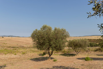 Field with olive trees