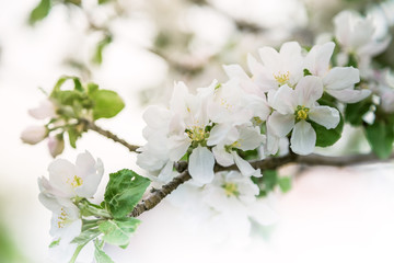 Fototapeta na wymiar Seasons spring, garden fruit trees, flowering apple tree branch with white fragrant flowers and buds, floral delicate background
