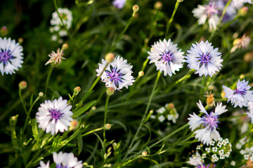 White-blue flower of a cornflower. Selective focus