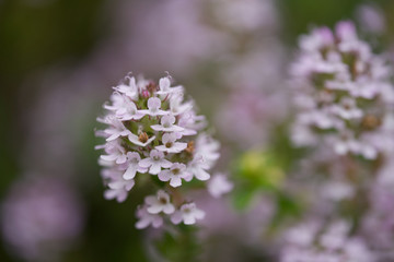 タイムの花