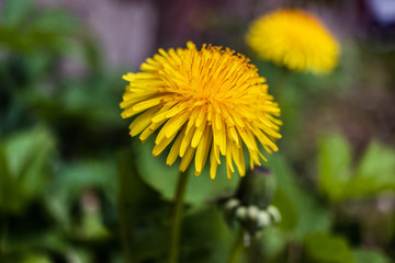 dandelion in the garden