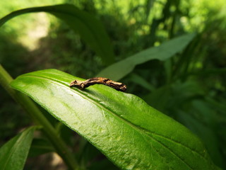 イモムシ larva