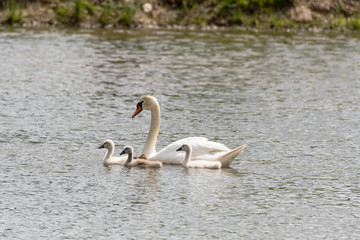 Schwanenfamilie