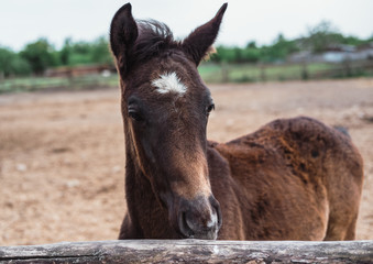 One charming brown colt. Horse farm.