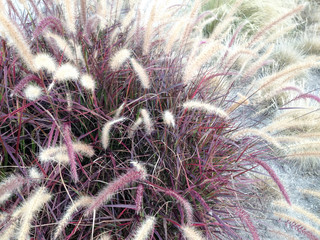 Home landscaping drought heat tolerant plants desert design closeup