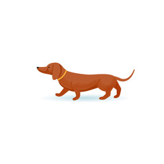 Walking dog Dachshund, side view.
Colorful isolated vector illustration with grainy texture .