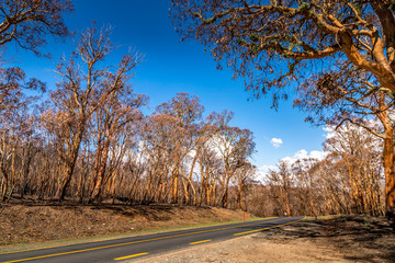 Road leading through a forest in the Snowy Mountains, burnt down during the bush fires in Australia. 